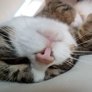 😽 Katze, schlafend, Haustier, Tier, süß, Hauskatze, Katzenartig whatsapp sticker