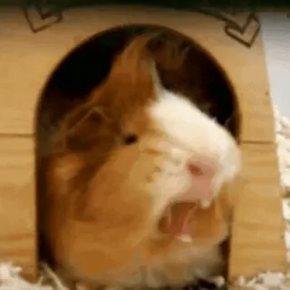 🥱 guinea pig, animal, pet, cute, rodent, cage, small animal telegram sticker
