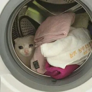 💧 Katze, Wäsche, Waschmaschine, traurig, Kätzchen telegram sticker