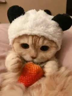🍓 cat, kitten, strawberry, animal, cute telegram sticker