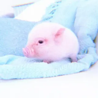 🐽 piglet, pig, animal, cute, baby pig telegram sticker
