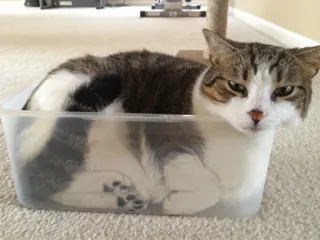 🌝 gato, caja, mascota, animal, felino, animal doméstico telegram sticker