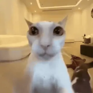 🌟 猫, 白猫, 面白い, 動物, 目, ペット whatsapp sticker