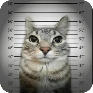 😨 gatto, foto segnaletica, animale, arresto, crimine telegram sticker