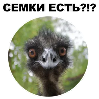 😎 СЕМКИ ЕСТЬ?!? Emeu, Oiseau, Question, Graines, Animal whatsapp sticker