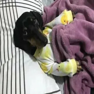 🐶 Hund, Dackel, süß, Tier, Haustier, schläfrig whatsapp sticker