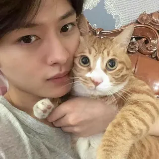 🤍 homem, gato, animal de estimação, gato laranja, selfie, retrato telegram sticker