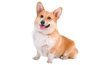 😛 cachorro, corgi, animal de estimação, animal, fofo, filhote, animal doméstico telegram sticker