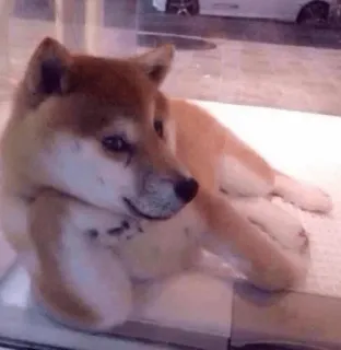 ☺️ chien, shiba inu, animal de compagnie, animal, drôle, mème telegram sticker