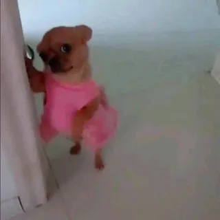 🐶 Hund, Chihuahua, Rosa, Süß, Tier whatsapp sticker