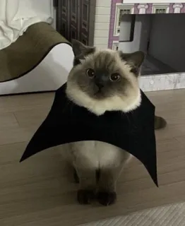 🦇 Katze, Fledermaus, Kostüm, Tier, süß telegram sticker