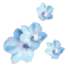 🌸