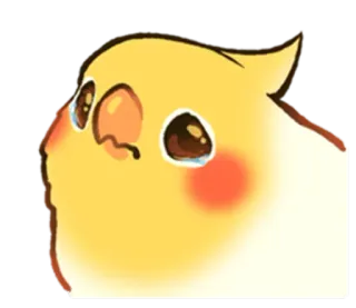 🙁 calopsita, pássaro, triste, fofo, animal, animal de estimação telegram sticker