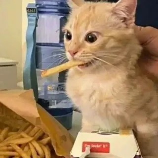 🌟 I'm lovin' it cat, fries, food, McDonalds, cute, animal telegram sticker