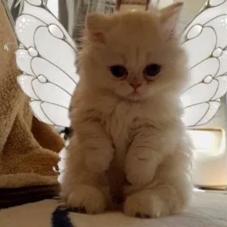 🐈 chaton, chat, ailes de fée, mignon, animal, animal de compagnie, duveteux telegram sticker
