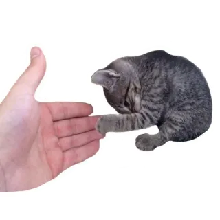 😊 kucing, tangan, hewan, hewan peliharaan, hewan peliharaan telegram sticker