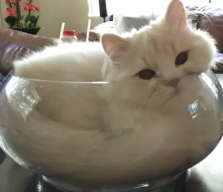 😏 gato, animal, mascota, gato blanco, tazón de vidrio, lindo, gracioso telegram sticker