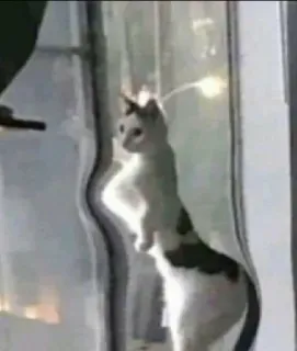 🦵 gato, animal, janela, fofo, engraçado whatsapp sticker