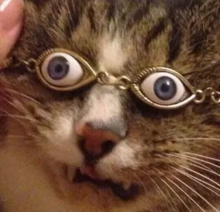 🤓 chat, yeux, animal, animal de compagnie, drôle, bizarre whatsapp sticker