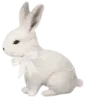 🐰