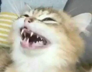 😀 cat, scream, meme, animal, feline, funny, rage telegram sticker