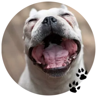 😂 Hund, Tier, Haustier, lachend, fröhlich whatsapp sticker