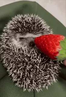🌟 hedgehog, animal, strawberry, cute, food, pet telegram sticker