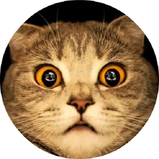 🐱 chat, surpris, choqué, animal, animal de compagnie, yeux telegram sticker