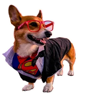 Corgis @stickersb2b telegram stickers