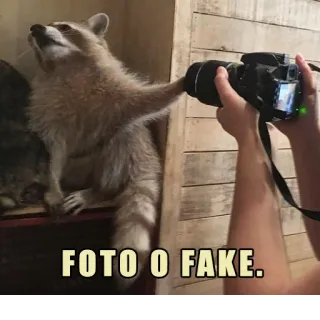 📷 FOTO O FAKE. rakun, fotografi, lucu, hewan, meme whatsapp sticker