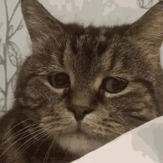 😌 cat, animal, pet, cute, feline, domestic cat, tabby telegram sticker