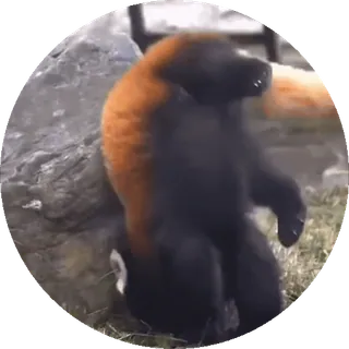 🐼 zwierzęta, panda ruda, małpa, dzika przyroda, natura, słodkie telegram sticker