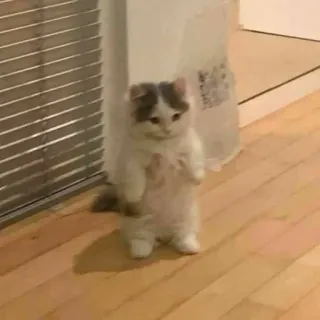 🕯 cat, kitten, animal, pet, cute, standing, domestic whatsapp sticker