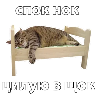 😴 СПОК НОК 
ЦИЛУЮ В ШОК cat, bed, sleep, sticker, animal, pet, cute whatsapp sticker