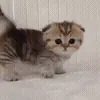 🥺