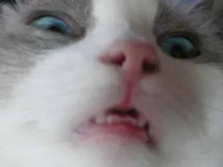 😤 cat, pet, animal, funny, meme telegram sticker