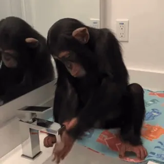 🦦 chimpanzé, macaco, animal, espelho, banheiro, pia telegram sticker