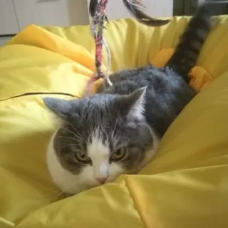 😡 cat, animal, pet, domestic animal, feline, cute, yellow, beanbag whatsapp sticker