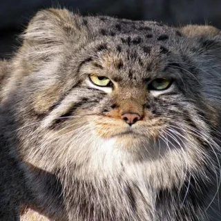 😡 Manul Katze, Pallaskatze, Wildkatze, Katzenartig, Tier, Katze, Wildtier whatsapp sticker