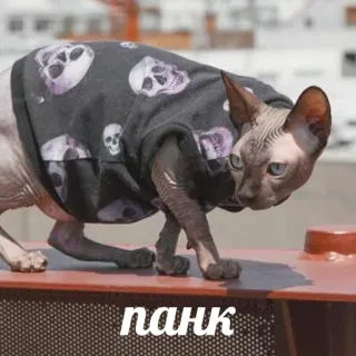 👨‍🎤 панк gatto, sphynx, punk, animale, teschio, vestiti telegram sticker