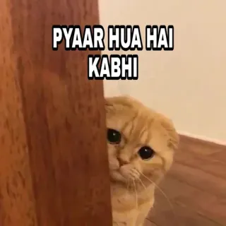 🍁 PYAAR HUA HAI KABHI Katze, süß, Meme, Liebe, Hindi telegram sticker