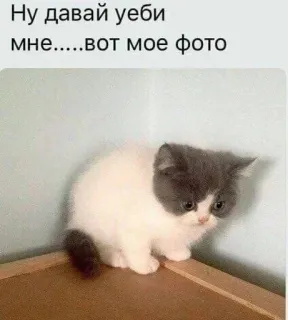💀 Ну давай убери мне.....вот мое фото แมว, มีม, สัตว์, ตลก, ก้าวร้าว, เศร้า telegram sticker