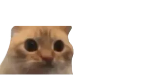 😳 gatto, meme, divertente, scioccato, animale, animale domestico telegram sticker