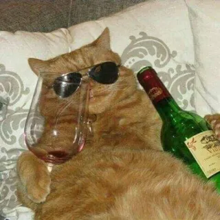 🖤 kot, okulary przeciwsłoneczne, wino, alkohol, zwierzę domowe, zwierzę, relaks, śmieszne telegram sticker