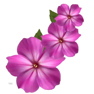 🌸 flor, floral, rosa, pétala, planta, flor telegram sticker