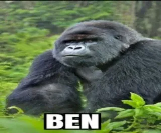 🚬 BEN gorilla, animale, scimmia, ben, natura, fauna selvatica telegram sticker