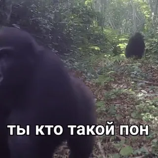 🐒 ТЫ КТО ТАКОЙ ПОН 고릴라, 동물, 숲, 유인원 whatsapp sticker