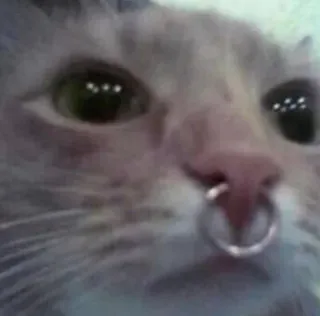 😊 кот, животное, питомец, кольцо в носу, портрет telegram sticker