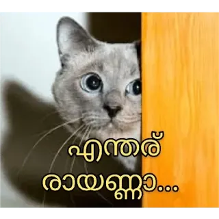 😂 എന്തര് രായണ്ണാ... cat, animal, cute, funny telegram sticker