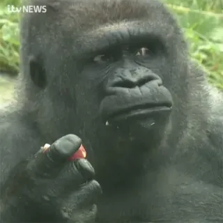 🍏 ITV NEWS gorille, animal, singe, faune, actualités telegram sticker